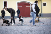 Bilder från Östergrens Hundägarskola